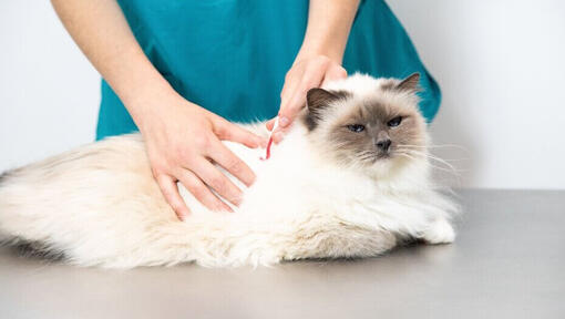 Cat weight store loss hair loss